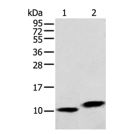 MPC1 Antibody from Signalway Antibody (42898) - Antibodies.com