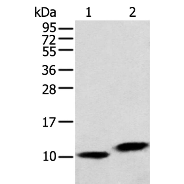 MPC1 Antibody from Signalway Antibody (42898) - Antibodies.com