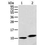 MPC1 Antibody from Signalway Antibody (42898) - Antibodies.com