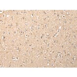 Immunohistochemistry - MPC1 Antibody from Signalway Antibody (42898) - Antibodies.com