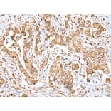 Immunohistochemistry - MPC1 Antibody from Signalway Antibody (42898) - Antibodies.com