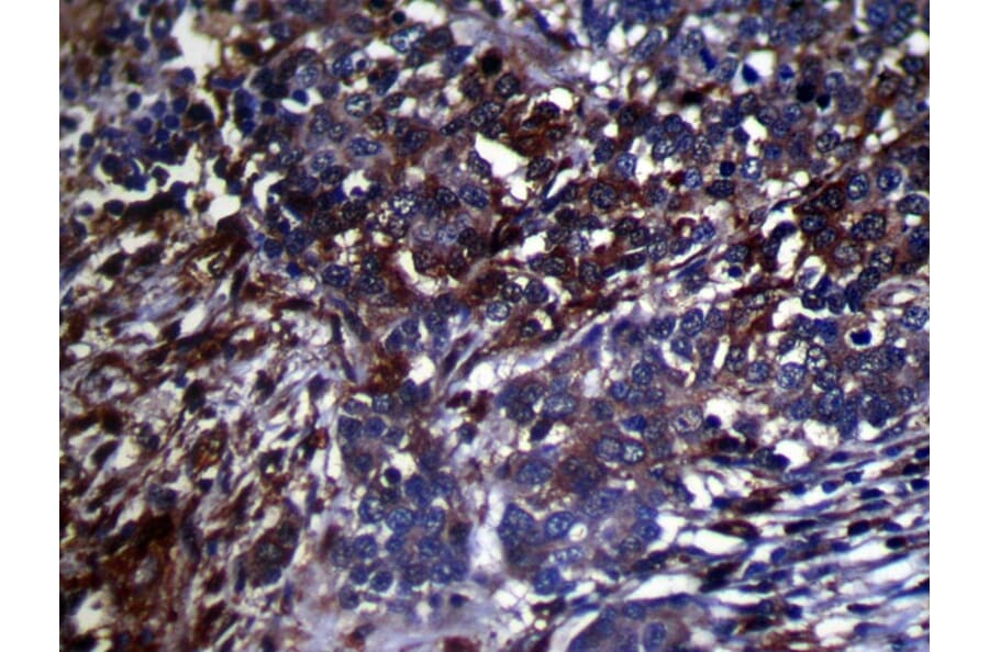 Immunohistochemistry - GMFB Antibody from Signalway Antibody (42956) - Antibodies.com