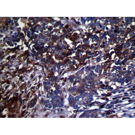 Immunohistochemistry - GMFB Antibody from Signalway Antibody (42956) - Antibodies.com