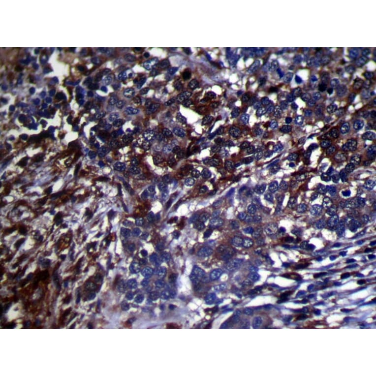 Immunohistochemistry - GMFB Antibody from Signalway Antibody (42956) - Antibodies.com