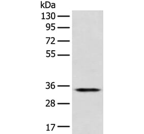 CD1D Antibody from Signalway Antibody (42961) - Antibodies.com