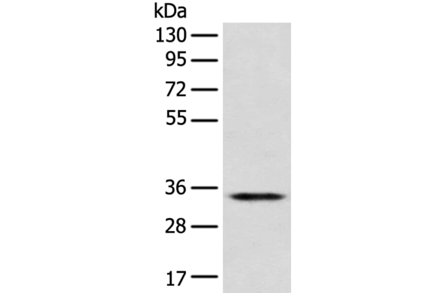 CD1D Antibody from Signalway Antibody (42961) - Antibodies.com
