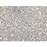 Immunohistochemistry - CD1D Antibody from Signalway Antibody (42961) - Antibodies.com