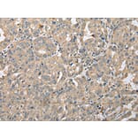 Immunohistochemistry - DENR Antibody from Signalway Antibody (42971) - Antibodies.com
