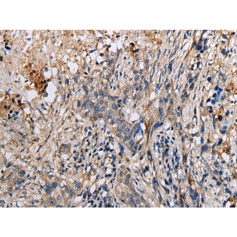 Immunohistochemistry - DENR Antibody from Signalway Antibody (42971) - Antibodies.com