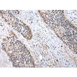 Immunohistochemistry - RBX1 Antibody from Signalway Antibody (43007) - Antibodies.com