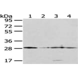 TFAM Antibody from Signalway Antibody (43011) - Antibodies.com