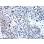 Immunohistochemistry - TFAM Antibody from Signalway Antibody (43011) - Antibodies.com