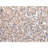 Immunohistochemistry - TCP1 Antibody from Signalway Antibody (43013) - Antibodies.com