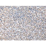 Immunohistochemistry - TCP1 Antibody from Signalway Antibody (43013) - Antibodies.com