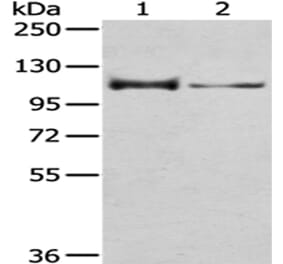 CASK Antibody from Signalway Antibody (43019) - Antibodies.com