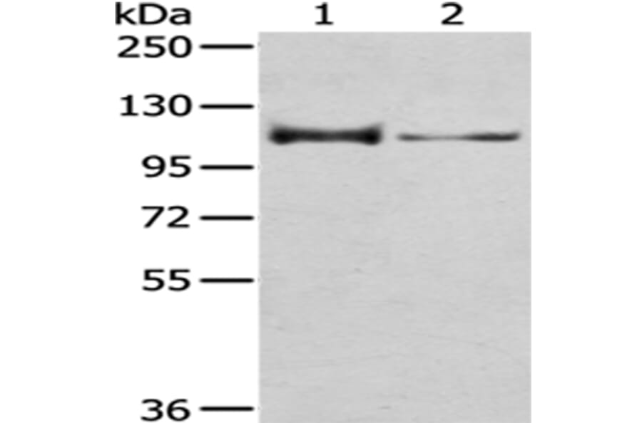 CASK Antibody from Signalway Antibody (43019) - Antibodies.com