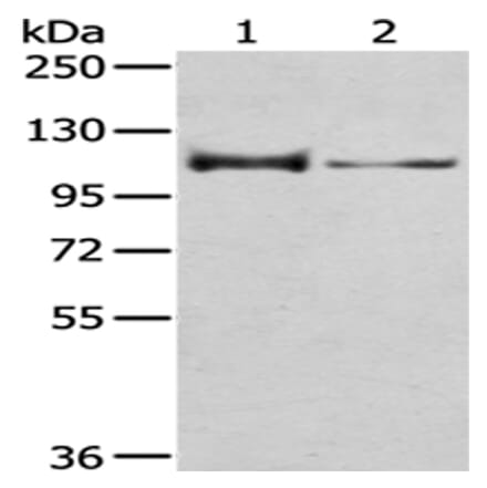 CASK Antibody from Signalway Antibody (43019) - Antibodies.com