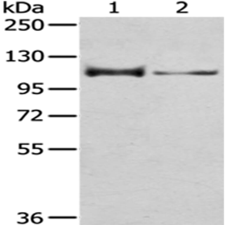 CASK Antibody from Signalway Antibody (43019) - Antibodies.com