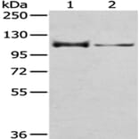 CASK Antibody from Signalway Antibody (43019) - Antibodies.com