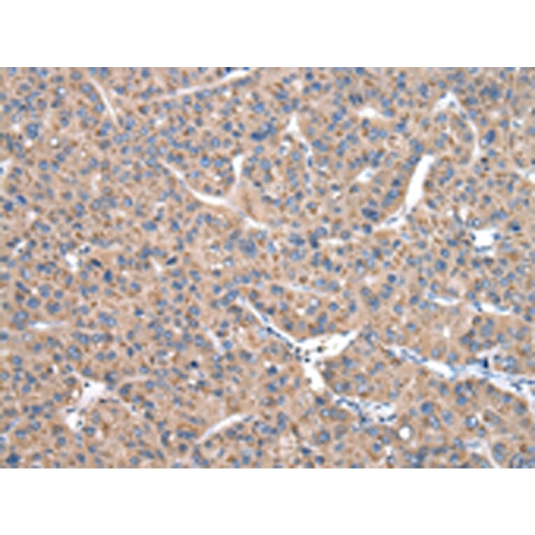 Immunohistochemistry - CASK Antibody from Signalway Antibody (43019) - Antibodies.com