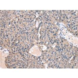 Immunohistochemistry - CASK Antibody from Signalway Antibody (43019) - Antibodies.com