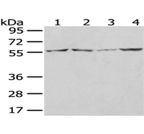 WASL Antibody from Signalway Antibody (43021) - Antibodies.com