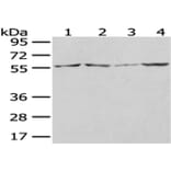 WASL Antibody from Signalway Antibody (43021) - Antibodies.com