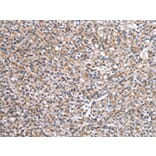 Immunohistochemistry - WASL Antibody from Signalway Antibody (43021) - Antibodies.com