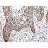 Immunohistochemistry - WASL Antibody from Signalway Antibody (43021) - Antibodies.com
