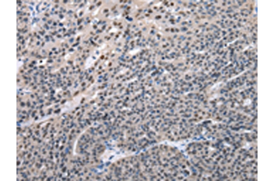Immunohistochemistry - PRNP Antibody from Signalway Antibody (43022) - Antibodies.com