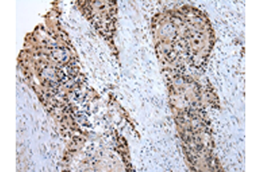 Immunohistochemistry - PRNP Antibody from Signalway Antibody (43022) - Antibodies.com