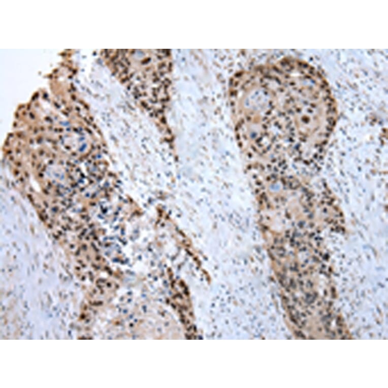 Immunohistochemistry - PRNP Antibody from Signalway Antibody (43022) - Antibodies.com