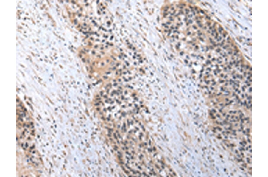 Immunohistochemistry - C1QB Antibody from Signalway Antibody (43026) - Antibodies.com