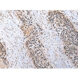 Immunohistochemistry - C1QB Antibody from Signalway Antibody (43026) - Antibodies.com