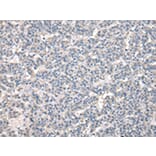 Immunohistochemistry - NPC2 Antibody from Signalway Antibody (43028) - Antibodies.com