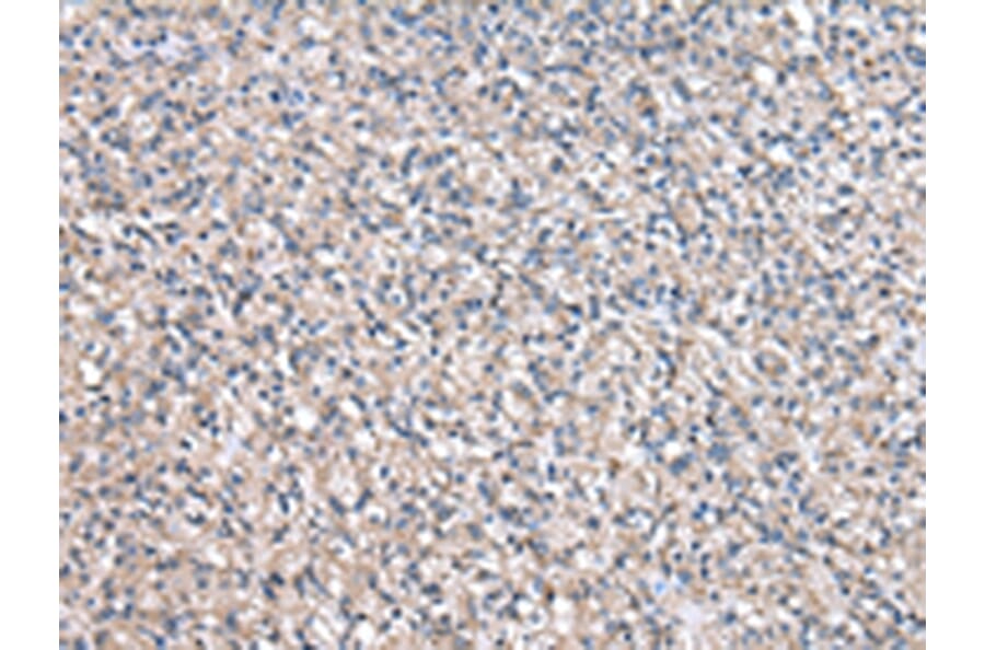 Immunohistochemistry - NPC2 Antibody from Signalway Antibody (43028) - Antibodies.com