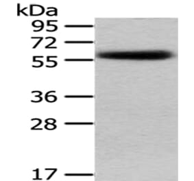 PEPD Antibody from Signalway Antibody (43029) - Antibodies.com