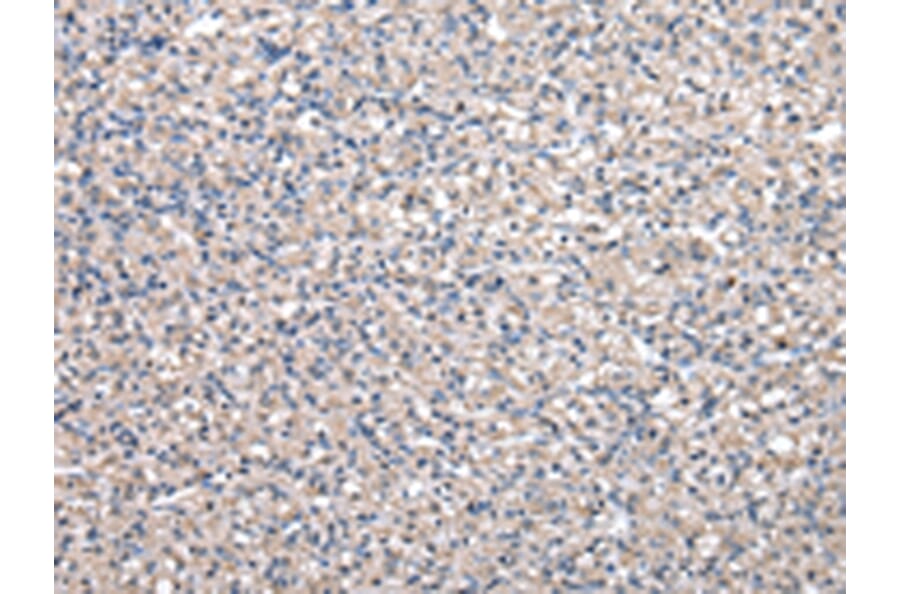 Immunohistochemistry - PEPD Antibody from Signalway Antibody (43029) - Antibodies.com