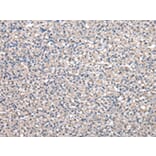 Immunohistochemistry - PEPD Antibody from Signalway Antibody (43029) - Antibodies.com