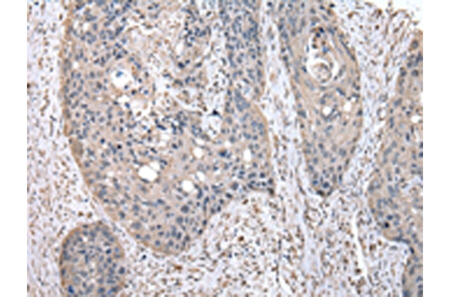 Immunohistochemistry - PEPD Antibody from Signalway Antibody (43029) - Antibodies.com