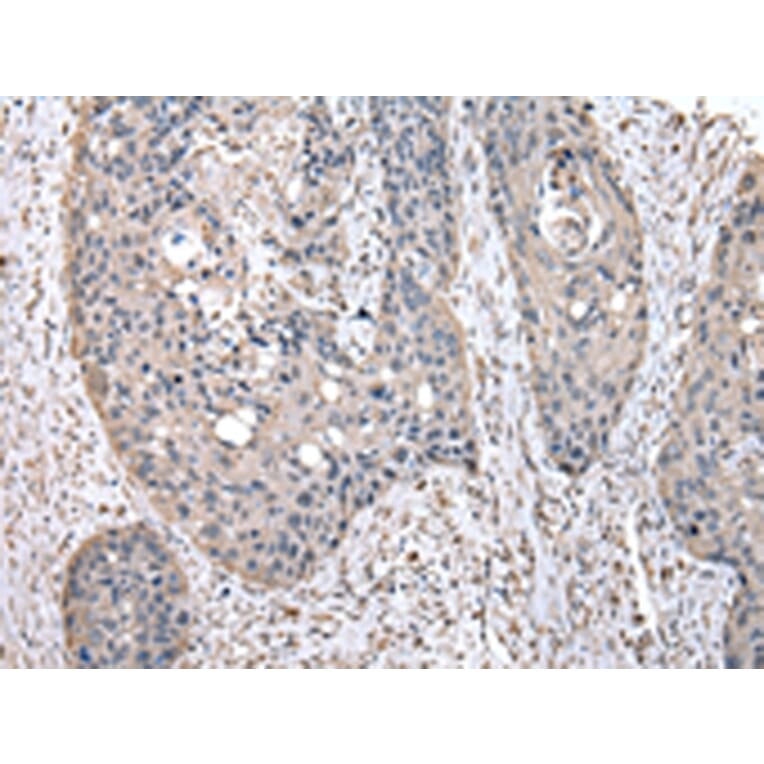 Immunohistochemistry - PEPD Antibody from Signalway Antibody (43029) - Antibodies.com