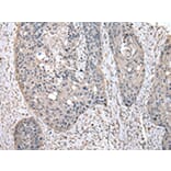 Immunohistochemistry - PEPD Antibody from Signalway Antibody (43029) - Antibodies.com