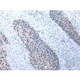 Immunohistochemistry - UMPS Antibody from Signalway Antibody (43030) - Antibodies.com