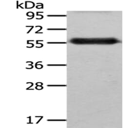 FZR1 Antibody from Signalway Antibody (43031) - Antibodies.com