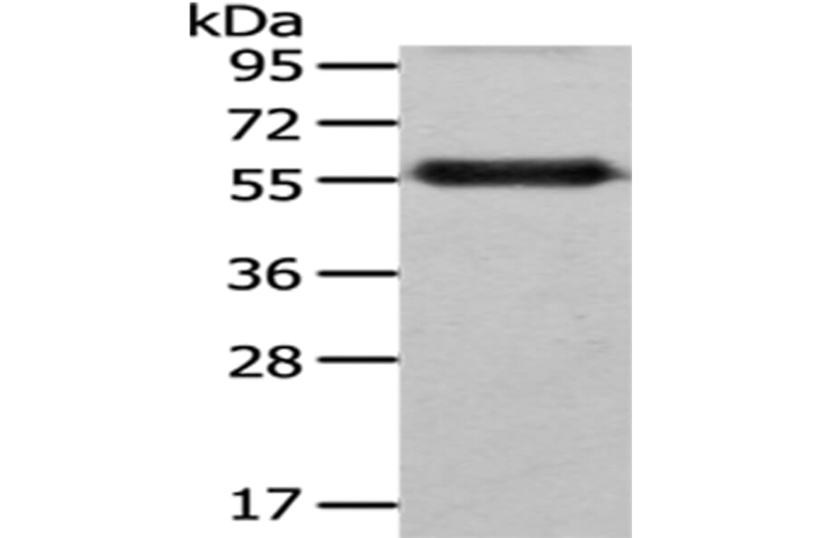 FZR1 Antibody from Signalway Antibody (43031) - Antibodies.com