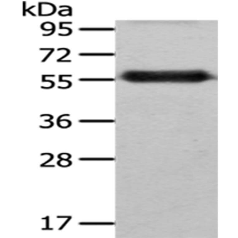 FZR1 Antibody from Signalway Antibody (43031) - Antibodies.com