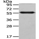 FZR1 Antibody from Signalway Antibody (43031) - Antibodies.com