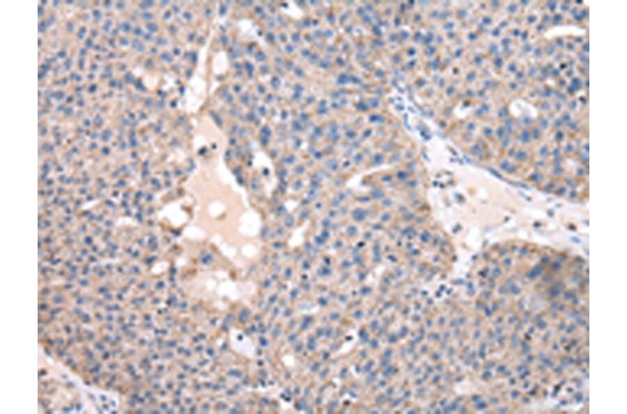 Immunohistochemistry - FZR1 Antibody from Signalway Antibody (43031) - Antibodies.com