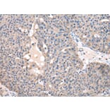 Immunohistochemistry - FZR1 Antibody from Signalway Antibody (43031) - Antibodies.com