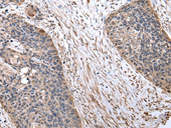 Anti-FZR1 Antibody (A38974) | Antibodies.com